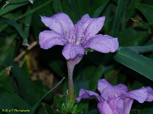{Ruellia humilis}